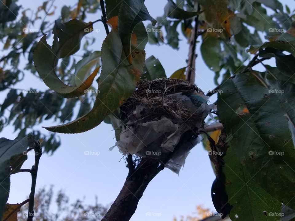 Bird Nest in