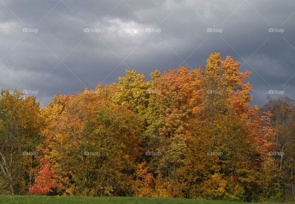 Autumn trees. autumn colorful trees with nice cloudy background