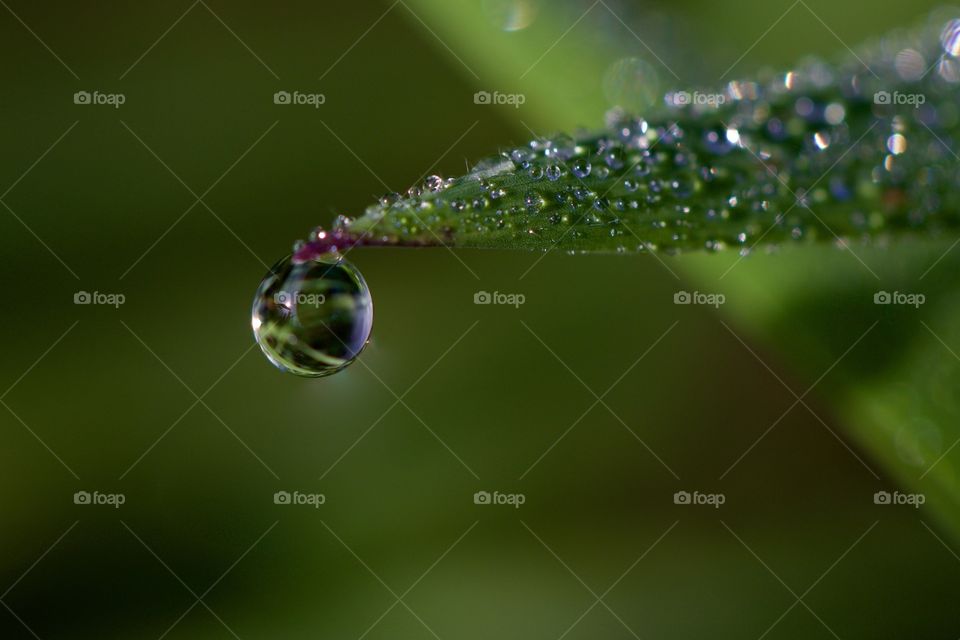 Morning Dew