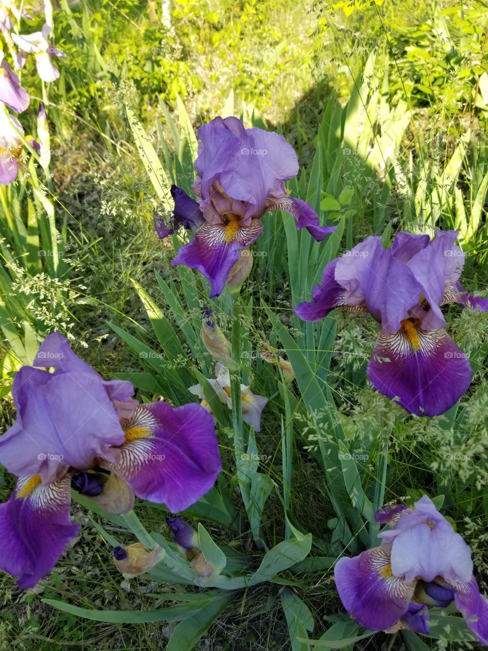 Beautiful Purple Iris