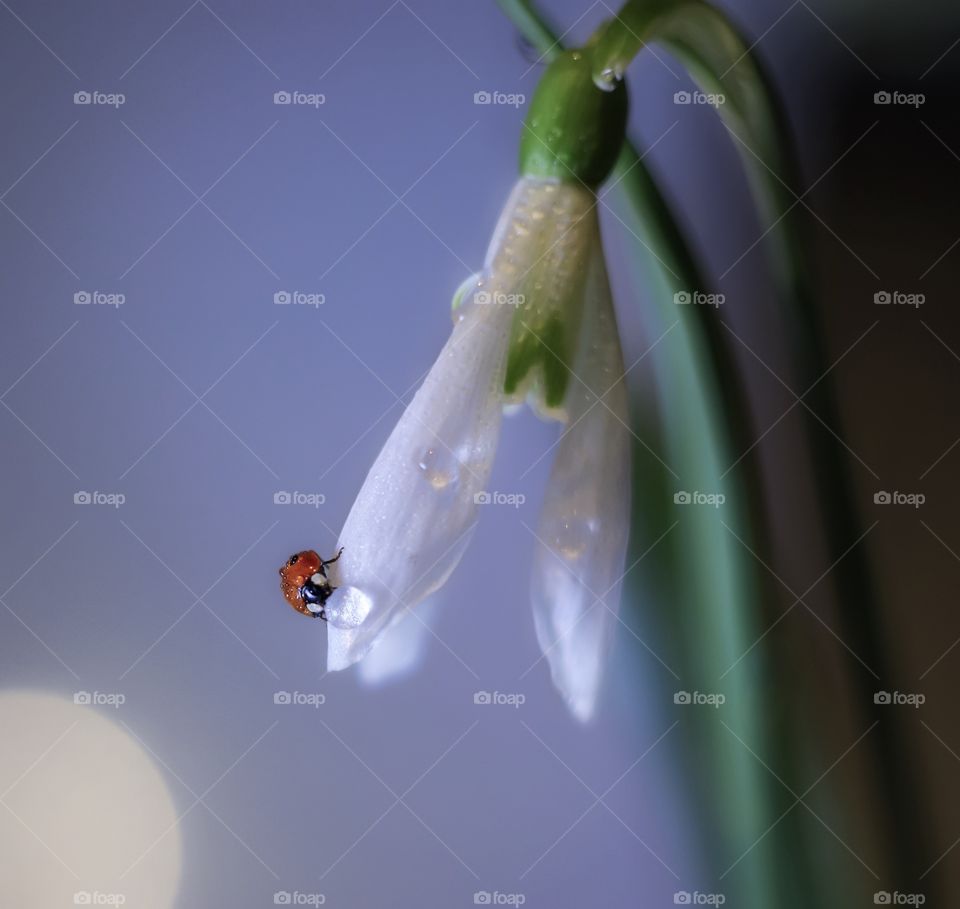 Ladybug on the snowdrop 