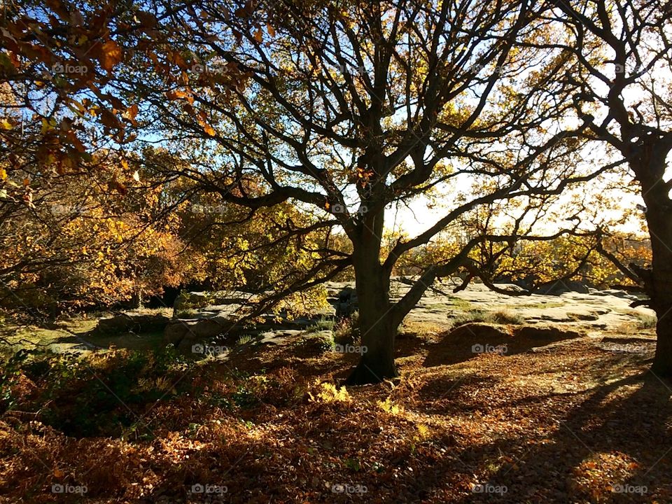 The beautiful contrast of Autumn and the silhouettes from the sun