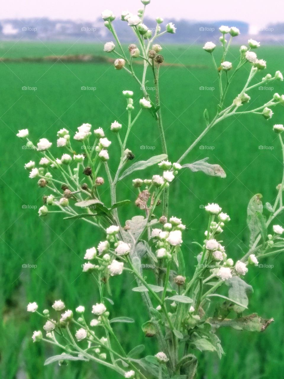 Grass flowers