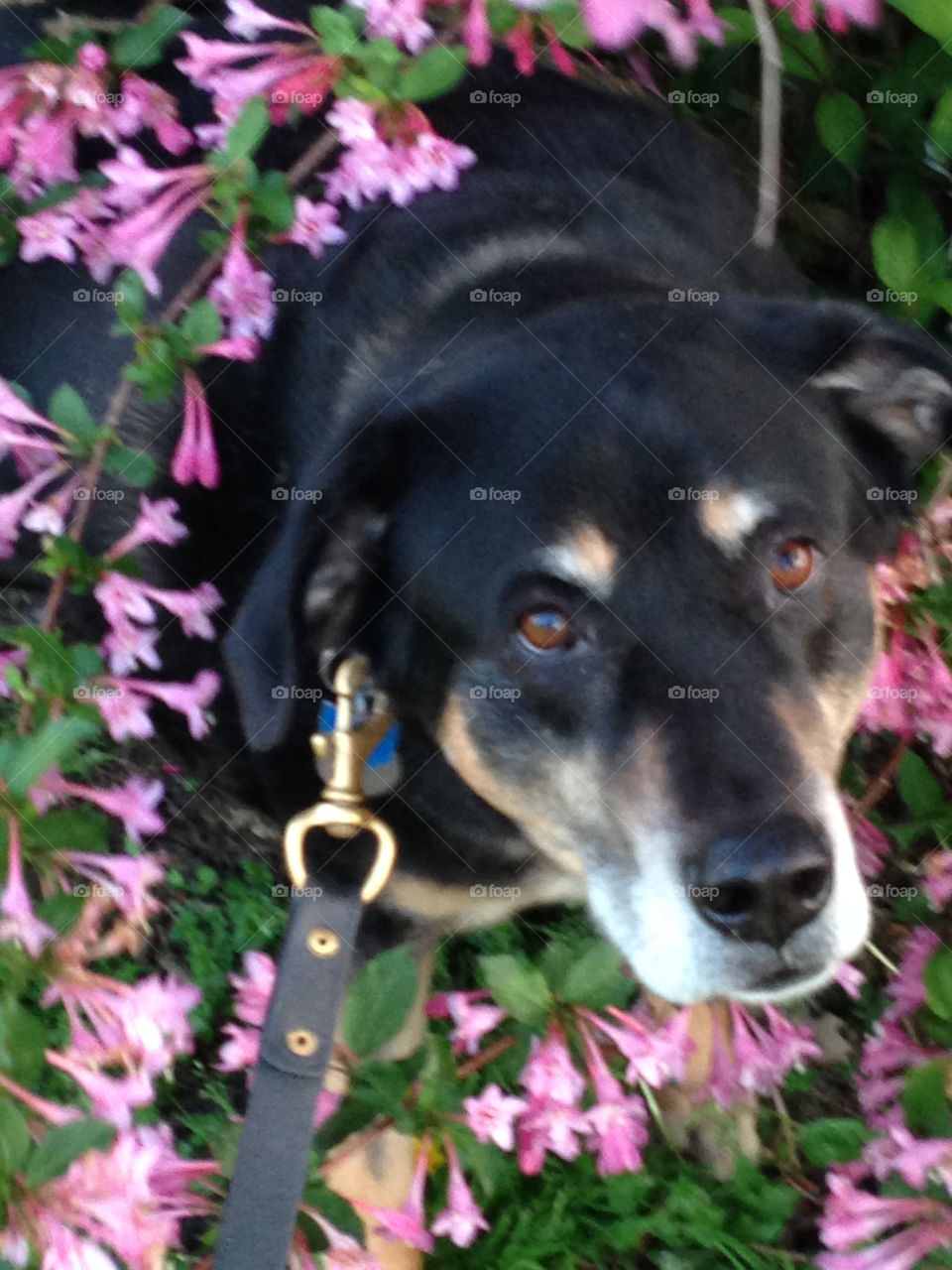 Beauty and a sweet beast