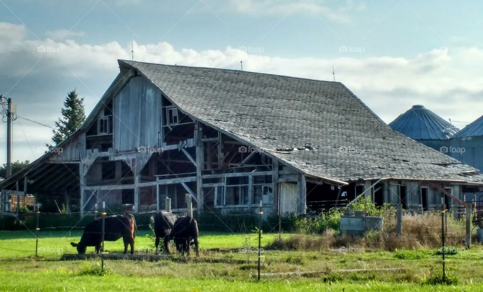 large, old, gray barn and horse