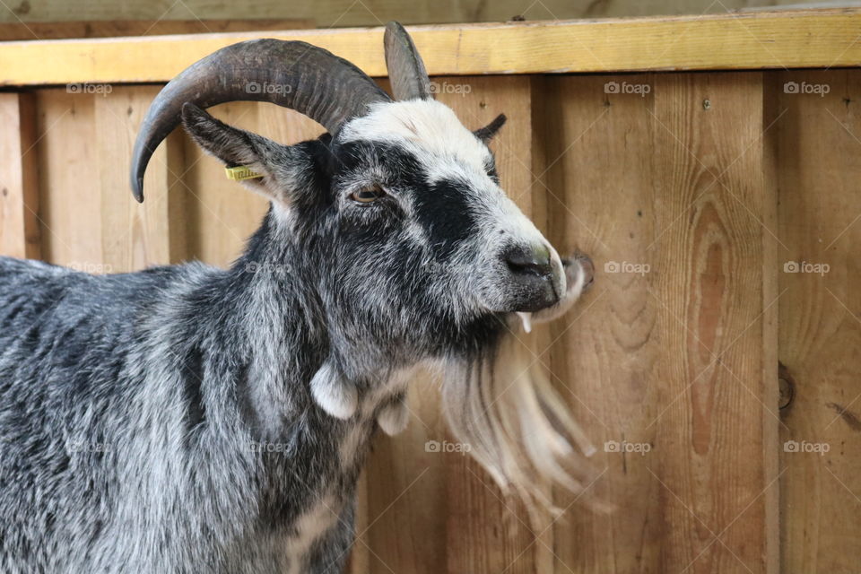 Goat having lunch