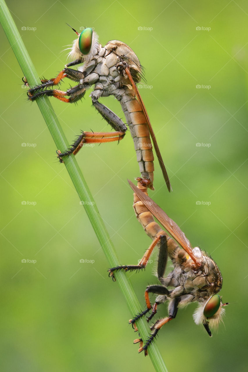 the mating of robberflies