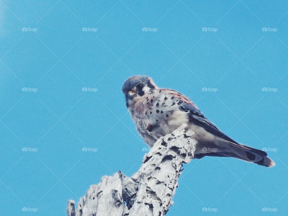 Kestrel 