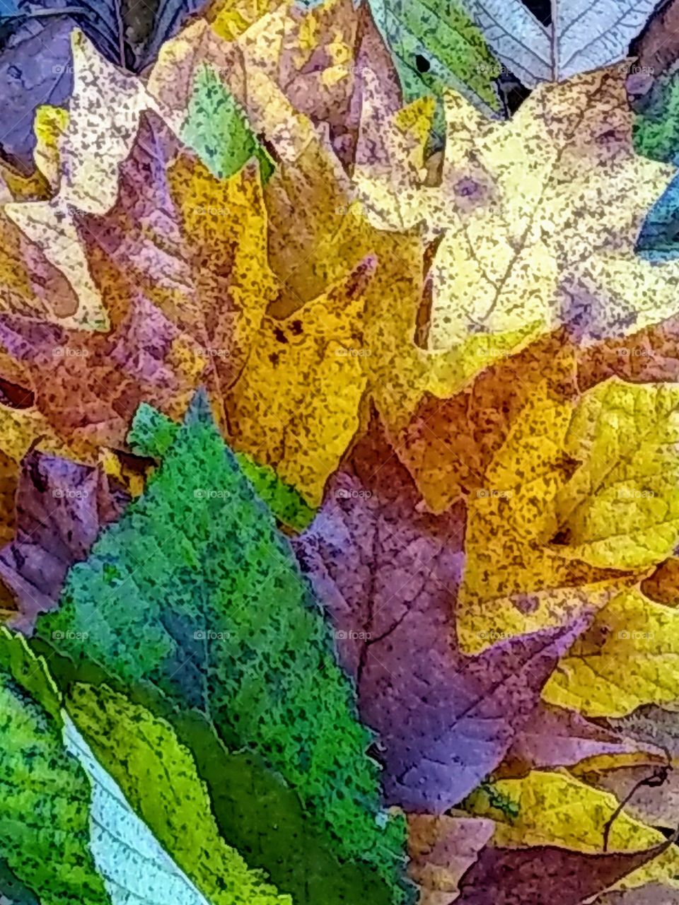 Colors of Fall