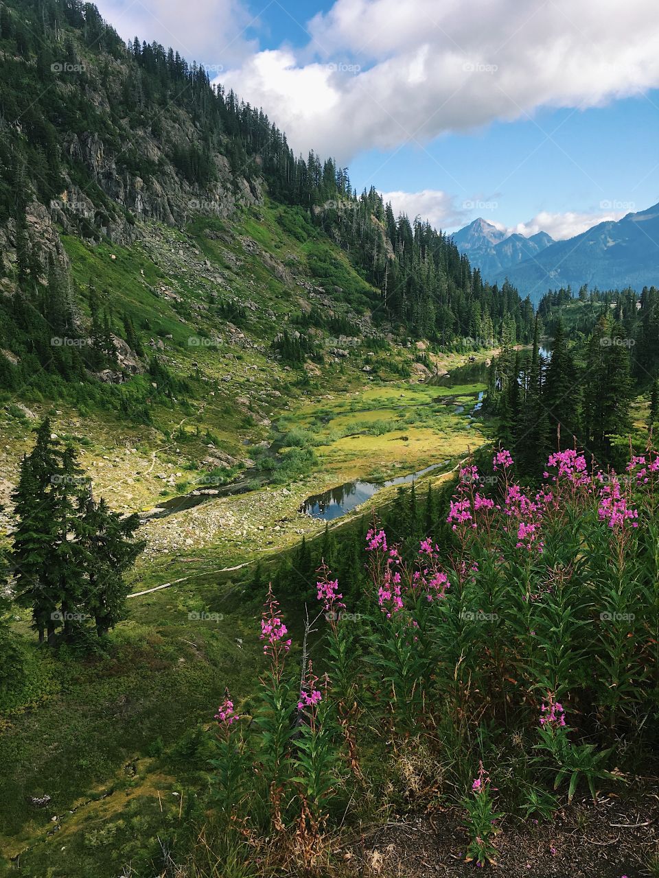 View of wildflowers during hike