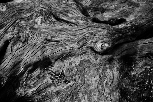 Beach Driftwood 