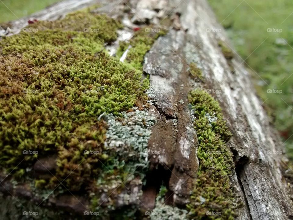 Moss fungi and lichen on log
