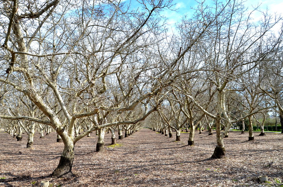 trees