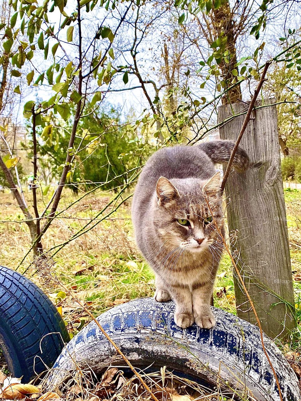 Cat on a wheel