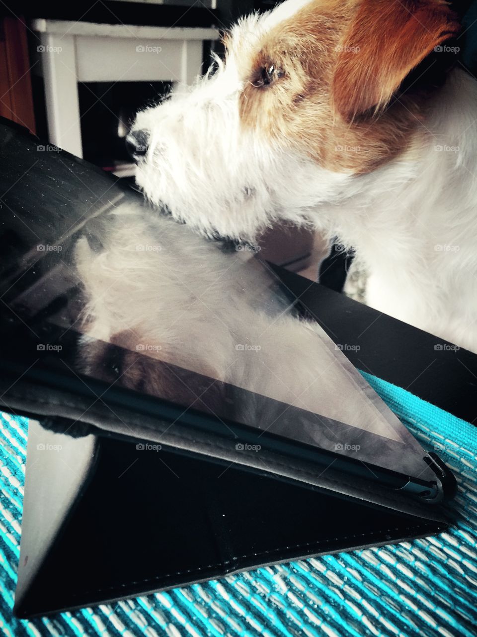 Dog and ipad