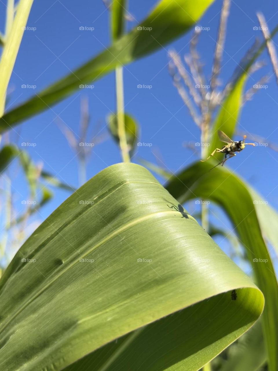 Springing Into Summertime 