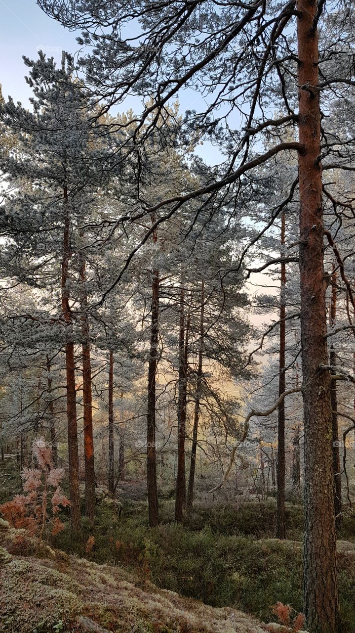 Frosty forest
