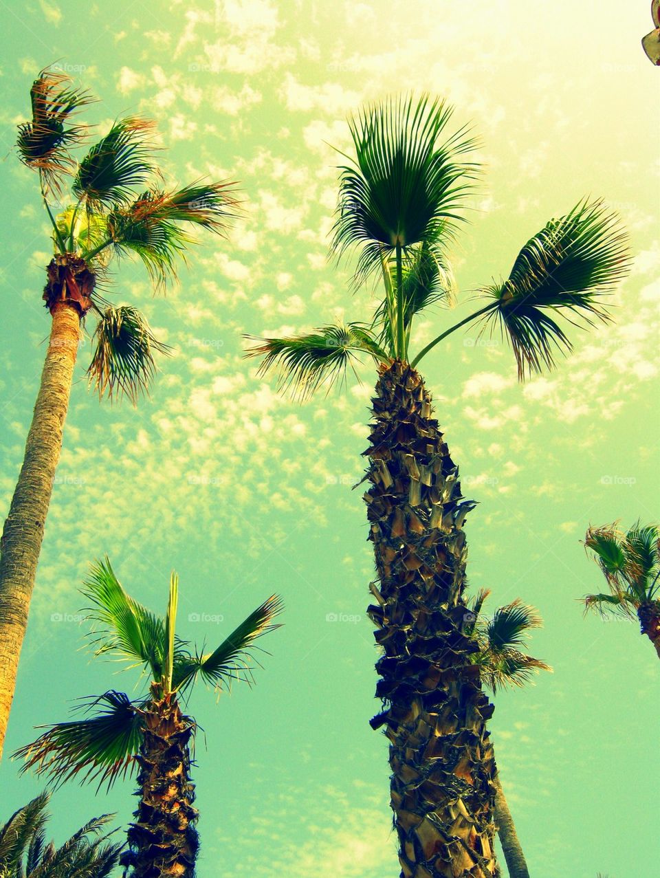 palms