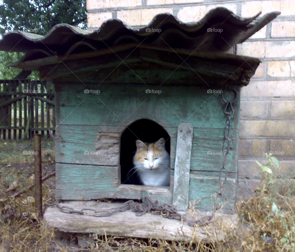 Cat in a doghouse