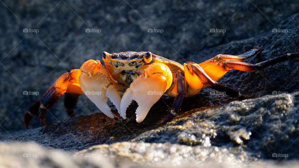 Rock Crab!