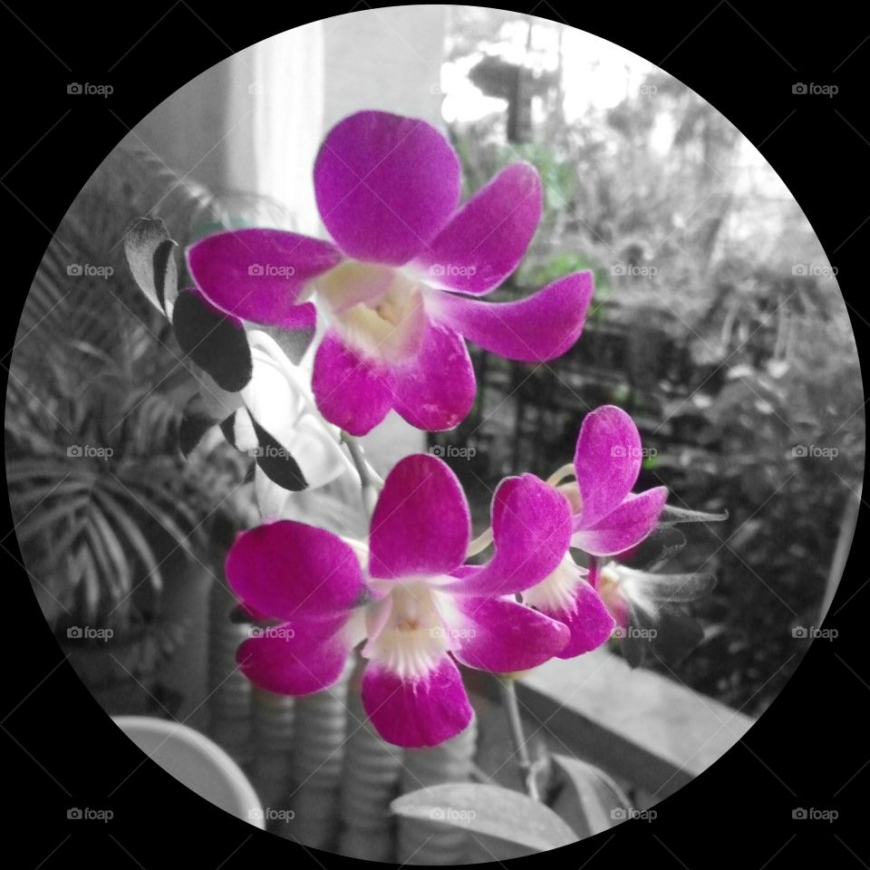 2 tone. color orchid in grey background