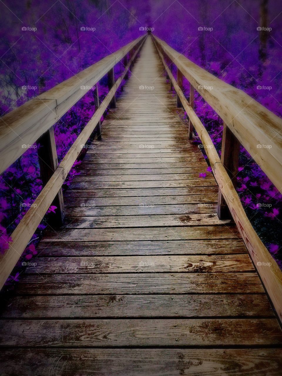 Purple Path . Boardwalk leading to infinite possibilities!