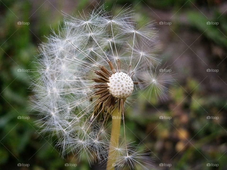 spring dandelion