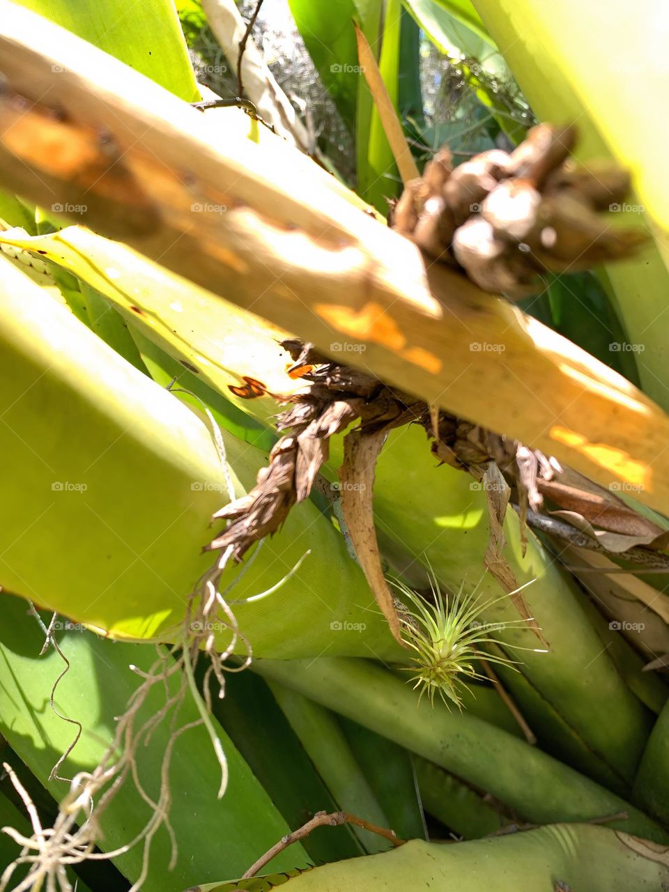 Bromeliad Plant Mixed With Other Plants Growth And One Of Its Flower Dried Off. 