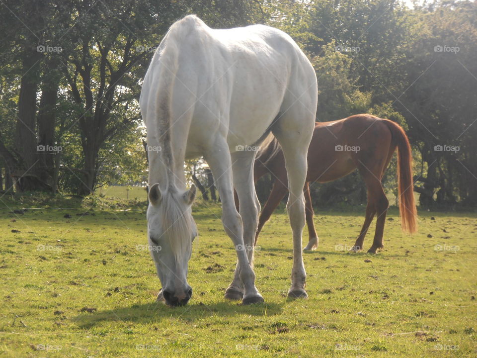 White Horse Eating Grass