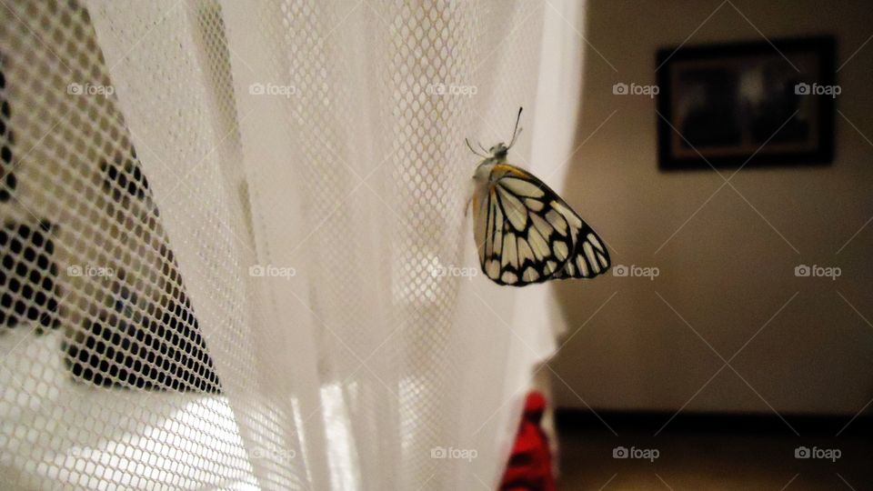 Butterfly inside