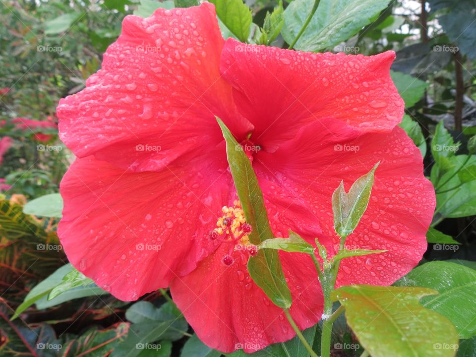 Hibiscus flower.