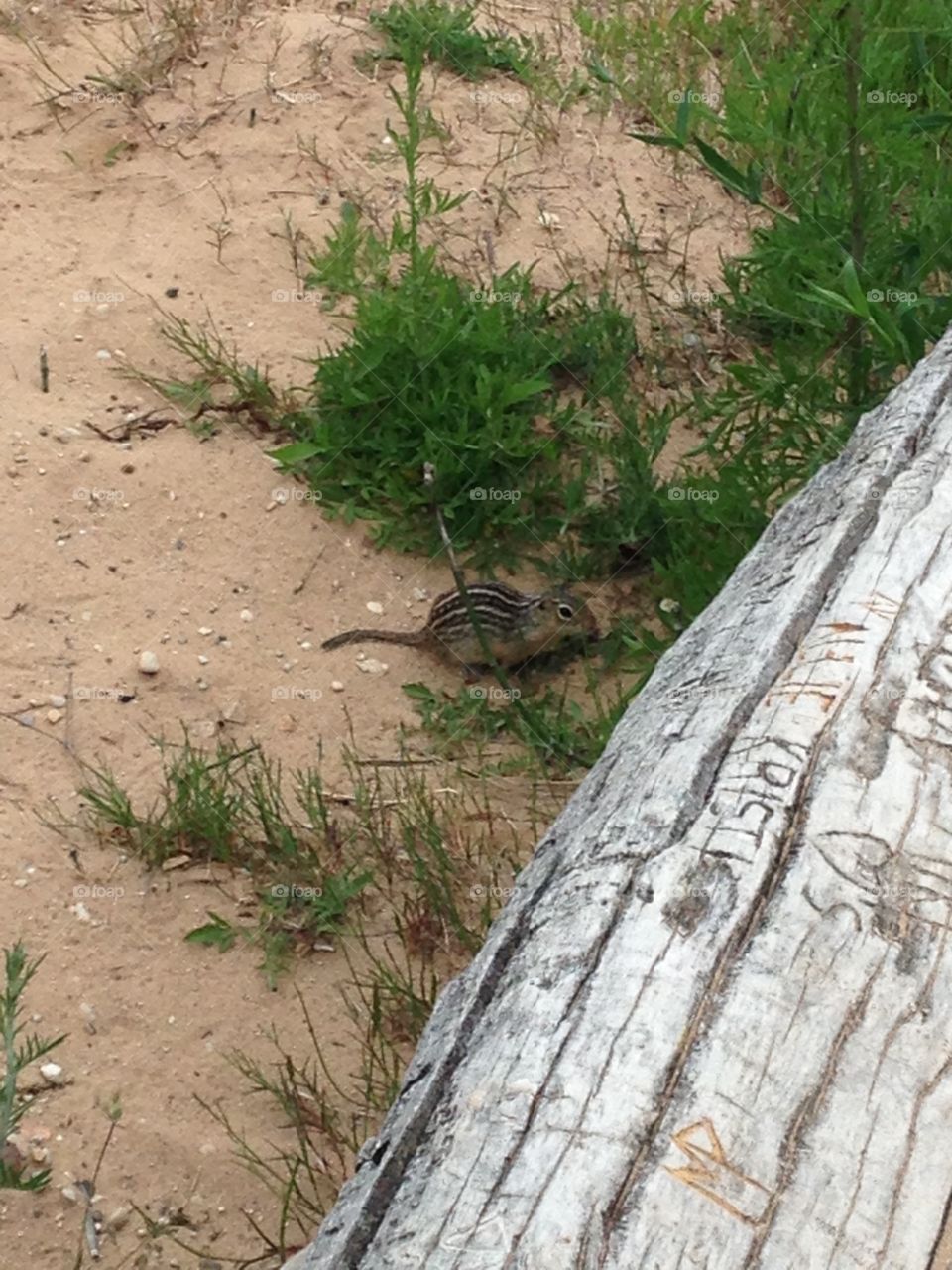 Northern Michigan 