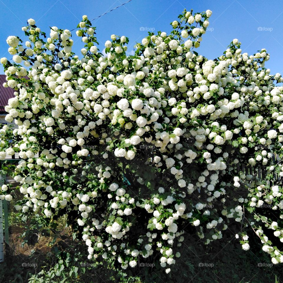 Кустарник гортензия