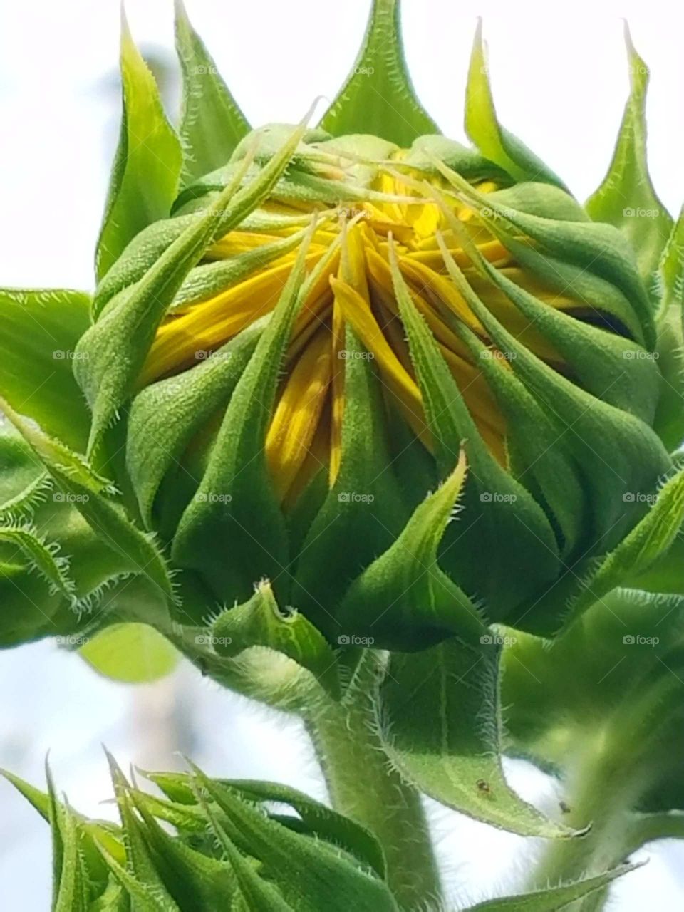 the close up sunflowers  petal opening slowly to the Hawaiian Sun