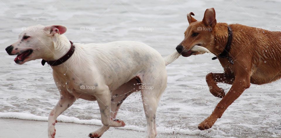 Great shot of two Dogs playing on the beach.  All proceeds go towards the conservation of endangered species.