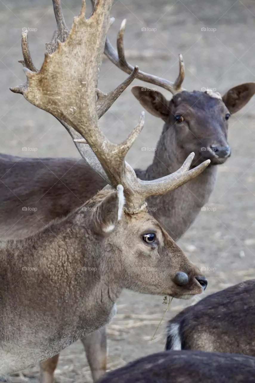 🦌