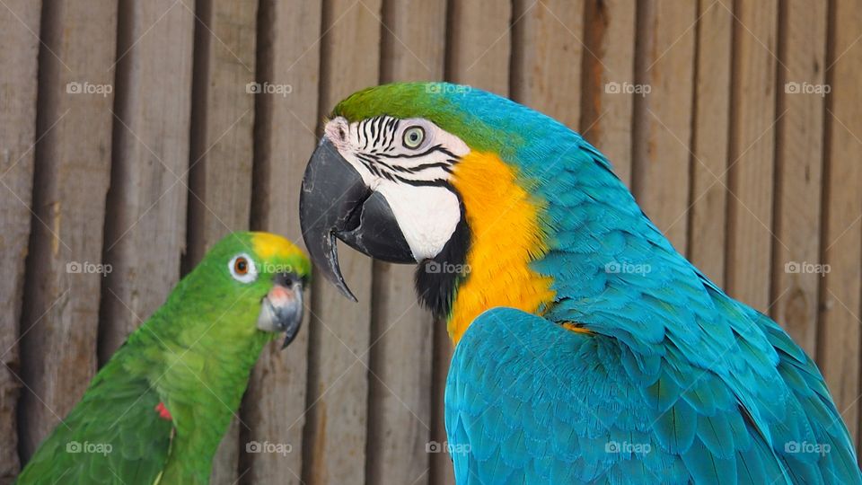 Macaw and parrot