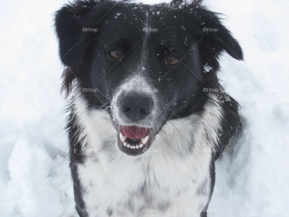 High angle view of dog