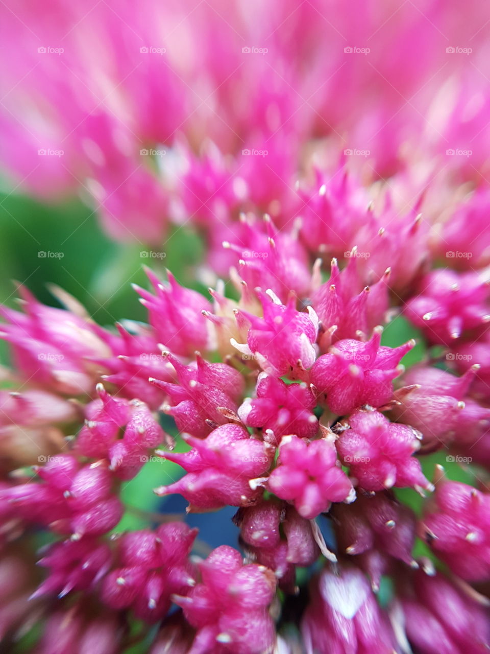 Macro shot of pink flower