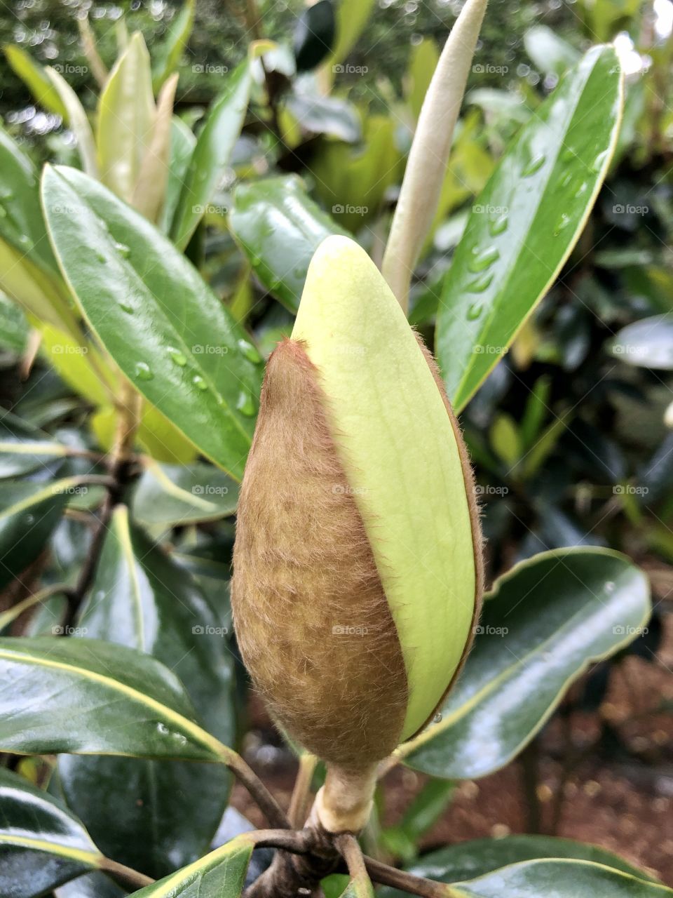 Flower bud on magnolia tree 