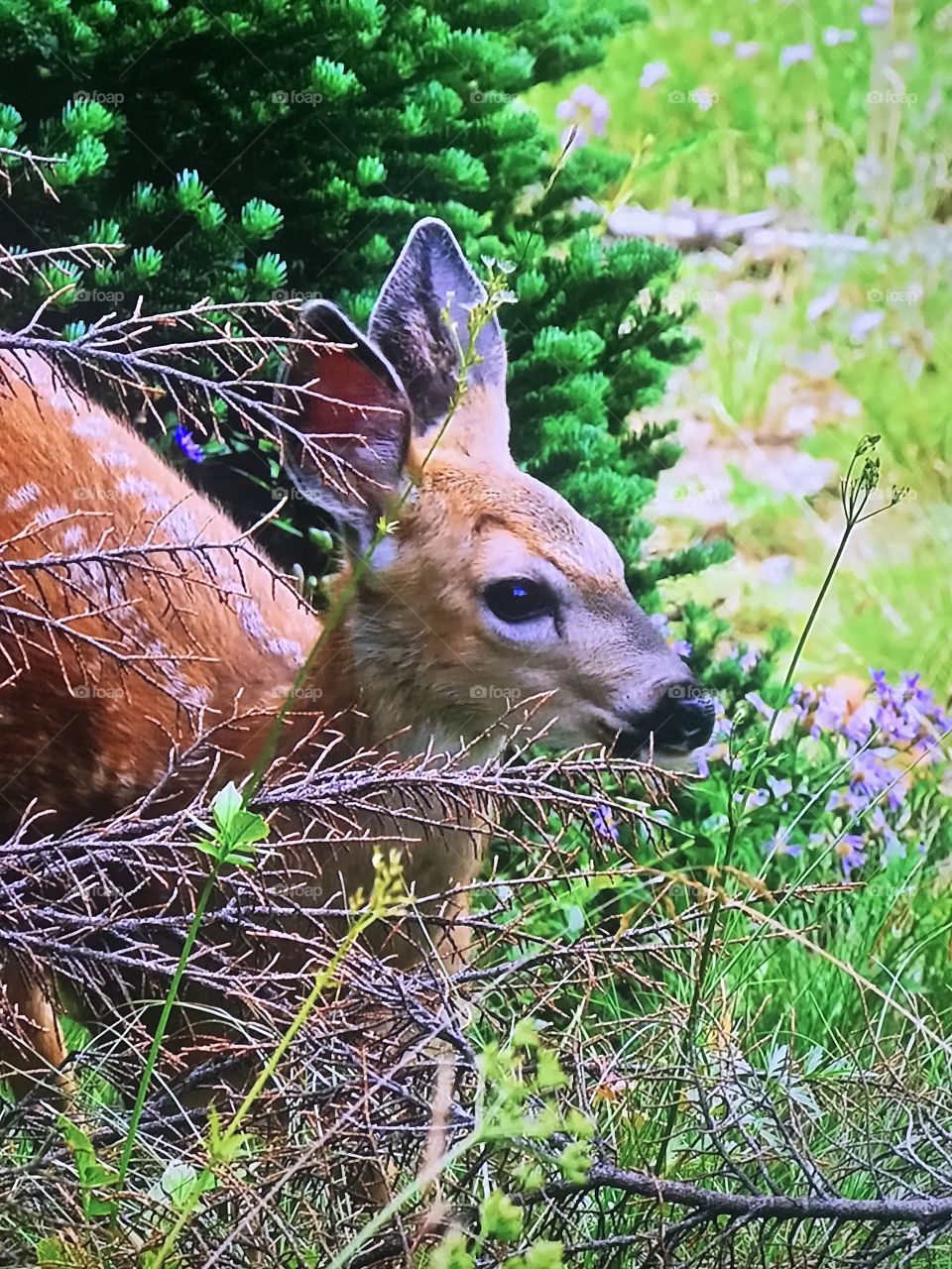 Baby deer caught during crossing the road