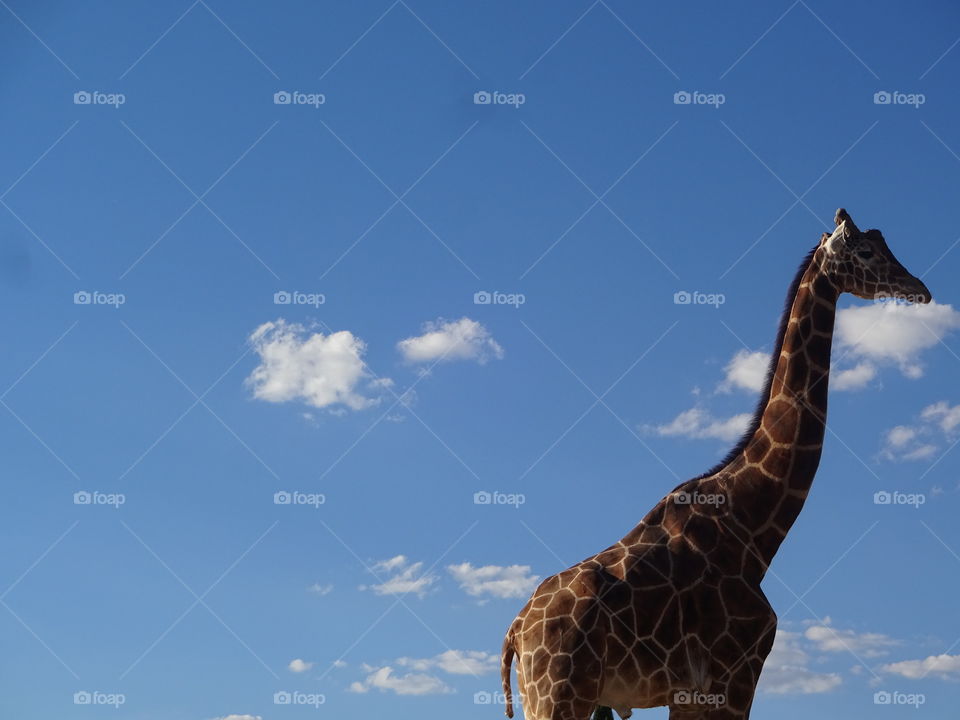 Modesto Giraffe