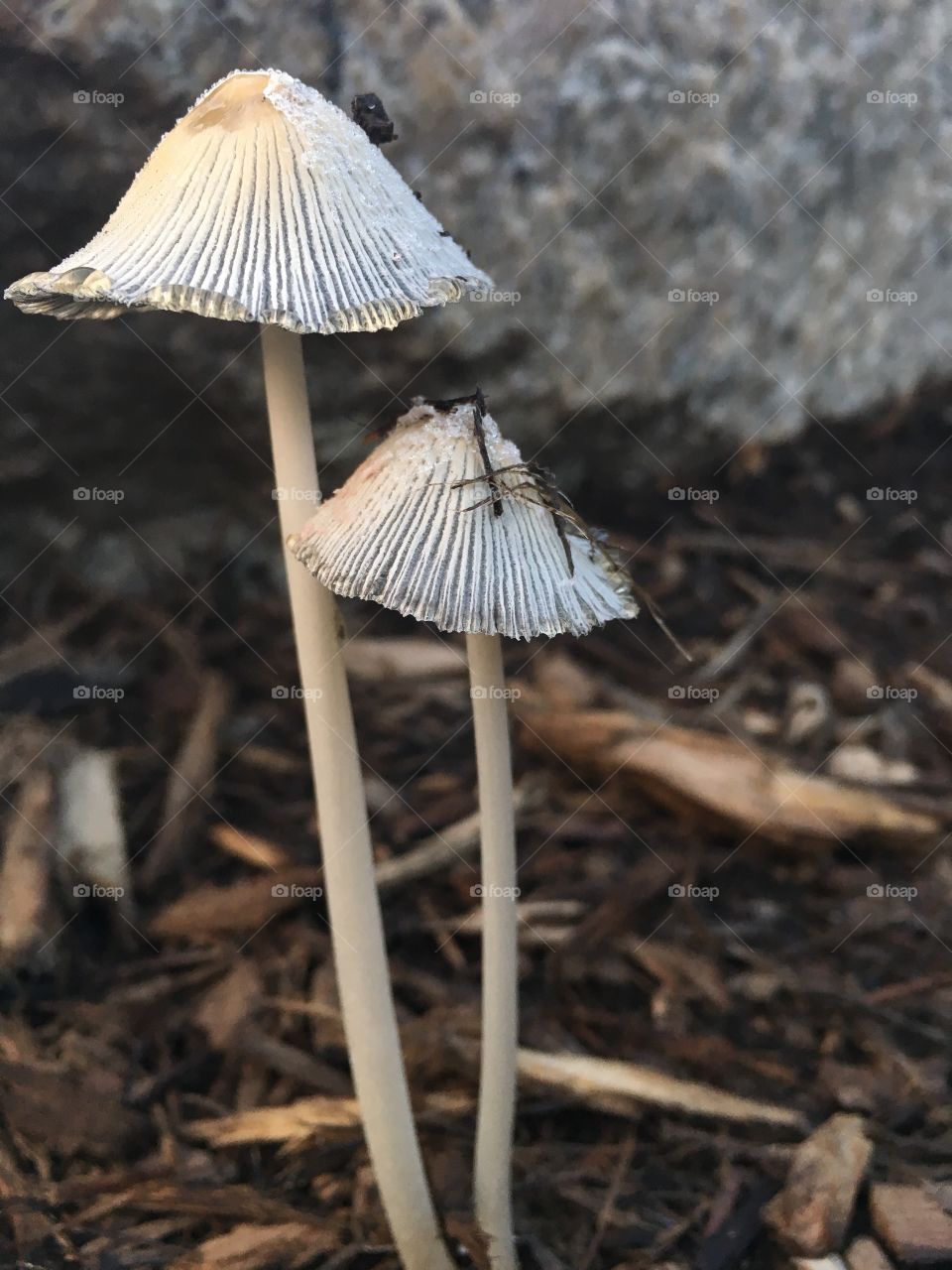 Tall shrooms