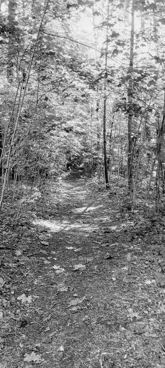 Trail in the Woods B&W