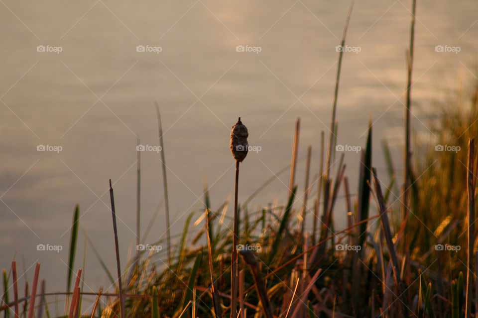 water reeds river willows by mmcook