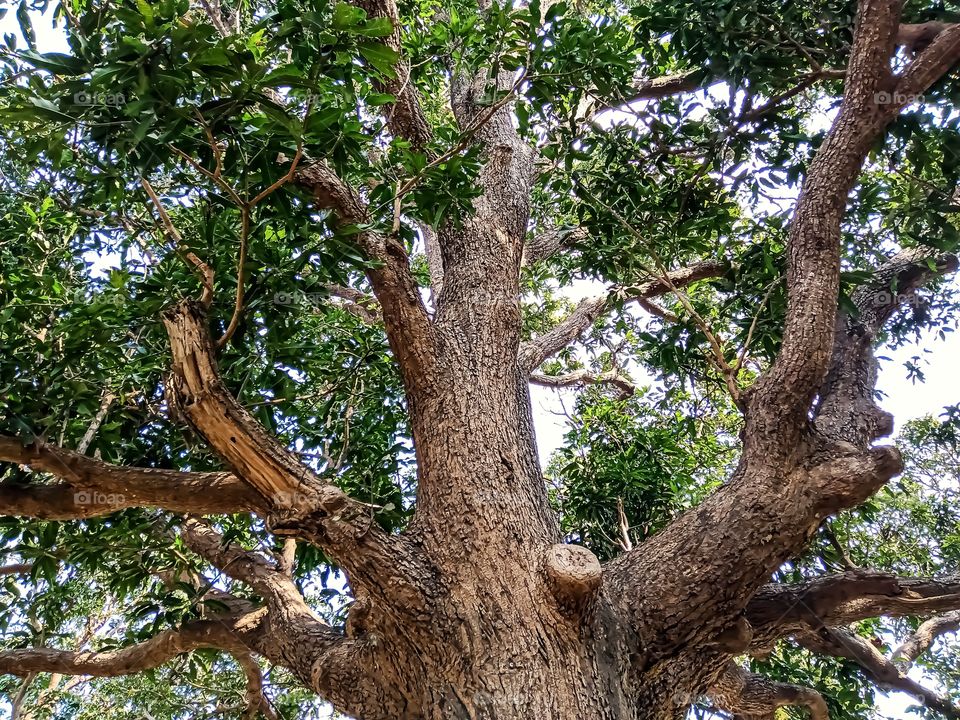 Beautiful big mango tree awesome image india