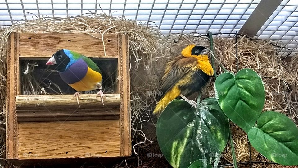 Aviary at Rehab Facility
