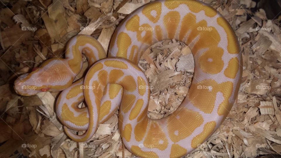 Albino het Pied ball python