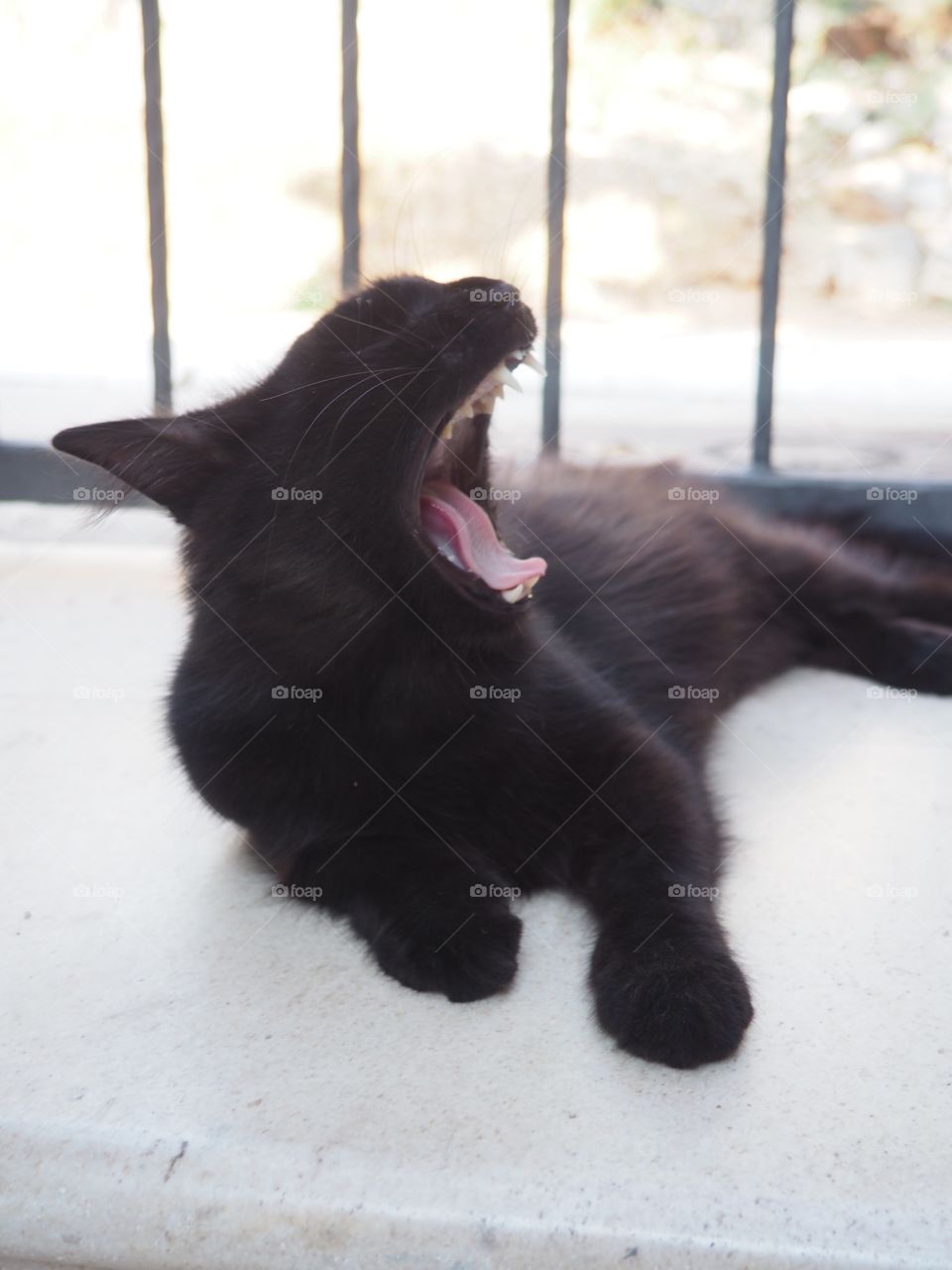 Yawning cat 