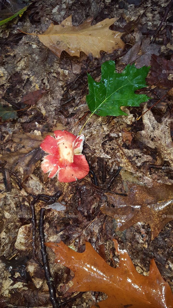 A collapsed mushroom springs up from the leafy forest floor looking like a flower.